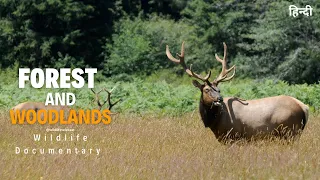 Forests and Woodlands - Wildest Europe । Full Documentary in Hindi