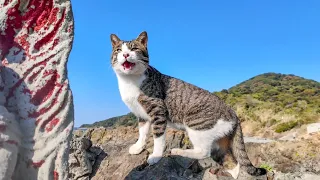 Cats walking leisurely along the rocky cliff