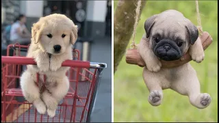 Funny and Cute Puppy 🔴 Cutest Pug and Golden Retriever Puppy Videos Compilation 2022