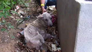 Hiding to die, rescue of sad and suffering old dog.