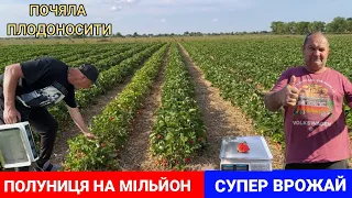 ПОЛУНИЦЯ НА МІЛЬЙОН. Перший врожай. Більше 1 кг з куща полуниці