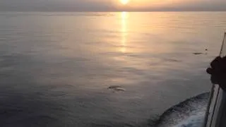 A pod of dolphins jumping near a cruise ship