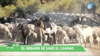 Trashumancia de Linares a la Sierra de Segura