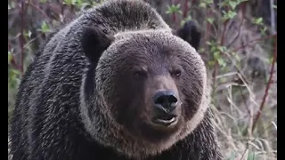 The Most Aggressive Grizzly Bear Population In The World