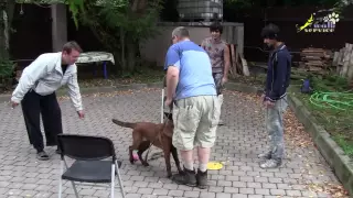 Дрессировка собак, как отучить щенка подбегать к чужим