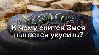 К чему снится змея пытается укусить? Толкование сна и его значение по сонникам Хассе и Фрейда