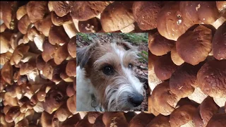 Pedro and the porcini mushrooms of the Cento Laghi Park! Unpublished video September 2019