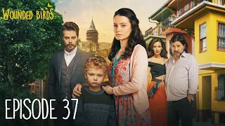 Wounded Birds - Episode 37 - [Multi Lang. Subtitles] Turkish Drama | Yaralı Kuşlar 2019