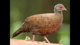 6. Red Spurfowl