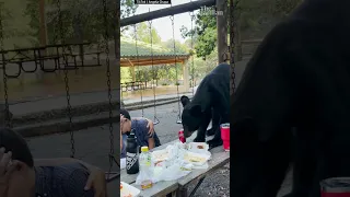 Bear devours picnic inches away from onlookers in Mexico