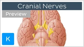 Cranial nerves: list and functions (preview) - Human Anatomy | Kenhub