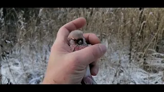 Ловля певчих птиц. щеглы, урагус, снегири.