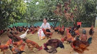 Group of roosters mating with hens. The hen tries to escape. Raising free-range chickens. ( Ep 271)