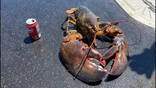 Maine lobster fishing - (Maine lobster 1K sub give away)