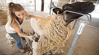 Amazing Modern Automatic Sheep Farming Technology - Fastest Shearing, Cleaning and Milking Machines
