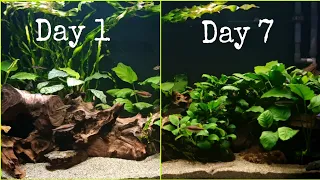 Anubias Aquarium through the week.