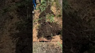 Lasagna method of Soil Building