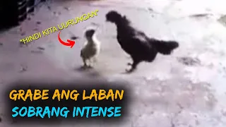 Sobrang Tapang, Mga Hayop na Nagkamali ng Kinalaban