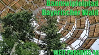 Baumwipfelpfad Bayerischer Wald - Germany - Германия 4K