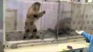 Monkeys Fairness Experiment