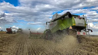 Żniwa 2023 w Top Farms Wielkopolska - 3x Claas Lexion - Agroplus Grześkowiak