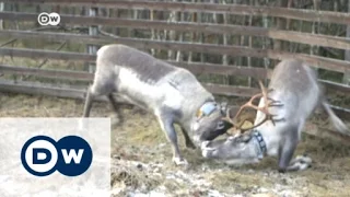 Climate change threatens Sami way of life | DW News