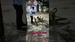 I Love Dogs ❤️ #shorts #ytshorts #youtubeshorts #streetdogs #dogs #doglovers