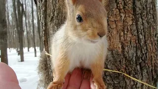 Кормлю Того Самого бельчонка / Feeding a familiar squirrel