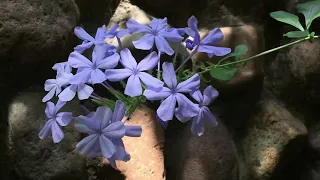 Музыка для души и красивые цветы (музыка цветов)