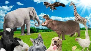 Learn about familiar animals, animal sounds and foods: cows, dogs, cats, chickens, elephants