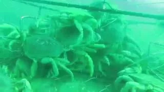 Timelapse of Crab Pot