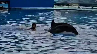 Atraksi dolphin di farglory ocean park taiwan