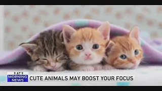 9 @ 9: Cute animals may help you focus more
