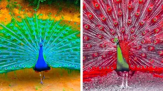 Peacock In The Wind, Beautiful, Colourful, Natural Peacocks Video #86