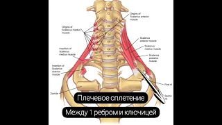 Онемение рук. Анатомия лестничных мышц.Доктор Пак