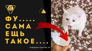 Лютые приколы с животными | Отборные приколы | смешные животные | приколы #43