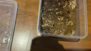 Crickets 🦗 into a tarantulas mouth