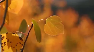 Tori Amos Butterfly