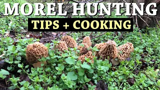 PICKING and COOKING MOREL MUSHROOMS + How to Find Morels