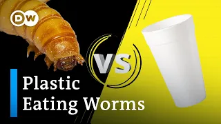 How worms could help solve plastic pollution
