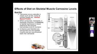 Jeff Stout PhD Beta Alanine