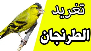 تغريد طائر الليكرا الطرنجان شريط عالي الجودة لصوت النعار البري الاوراسي