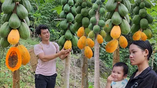 Harvest papaya to sell. Helping a 15-year-old single mother build a house