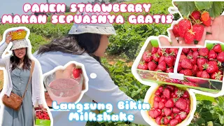 PANEN STRAWBERRY DI KEBUN BUAHNYA BESAR-BESAR BISA MAKAN SEPUASNYA