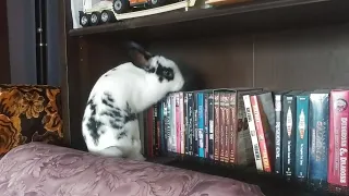 Un-Bun Denied!