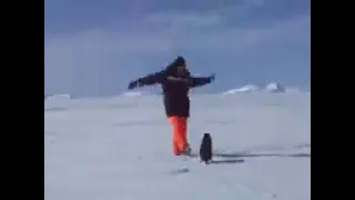 penguin attack! Man fall down in fear of penguin!