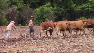 MUTIRÃO ARAÇÃO DE TERRA EM CABO VERDE-MG