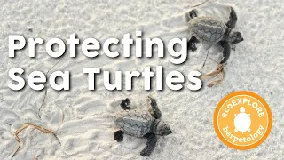Protecting Sea Turtles: Science and Wonder