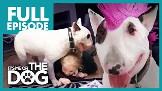 The Punk Pup: Chaos | Full Episode |  It's Me or The Dog