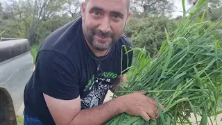 Segando hierva a la antigua usanza con la GUADAÑA veréis que contento se pone el novillo.